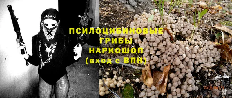 дарк нет телеграм  Курлово  Псилоцибиновые грибы Psilocybine cubensis 